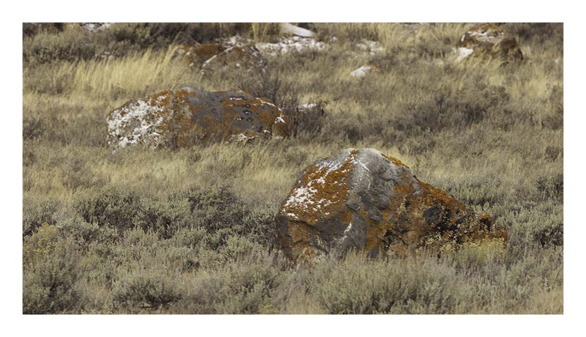National Elk Refuge